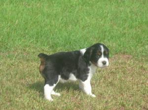 AKCEnglishSpringerSpanielpuppies